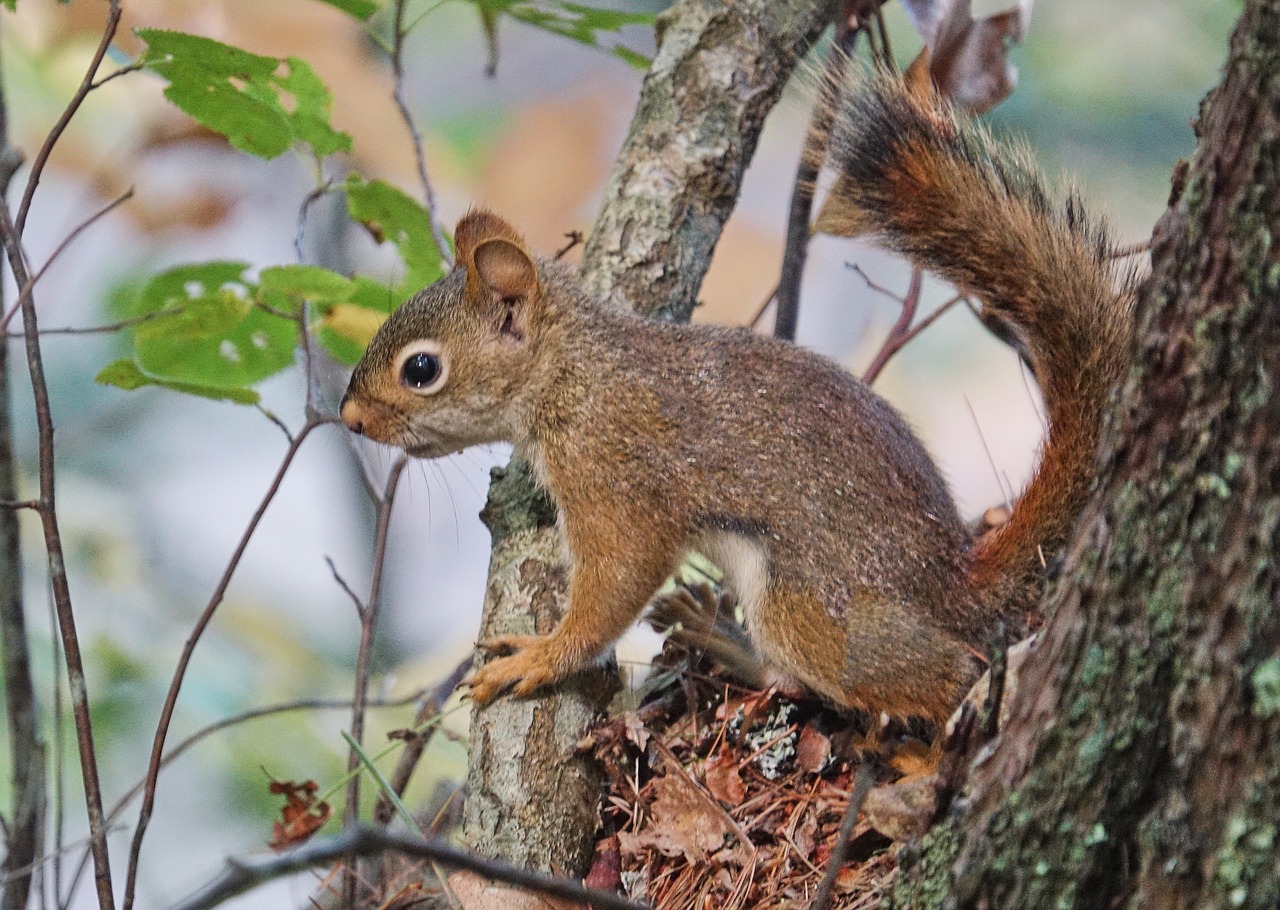 nature wildlife squirrel free photo