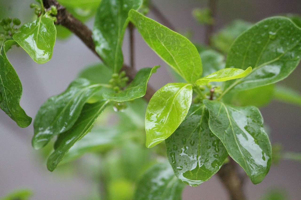 nature green leaf wet free photo