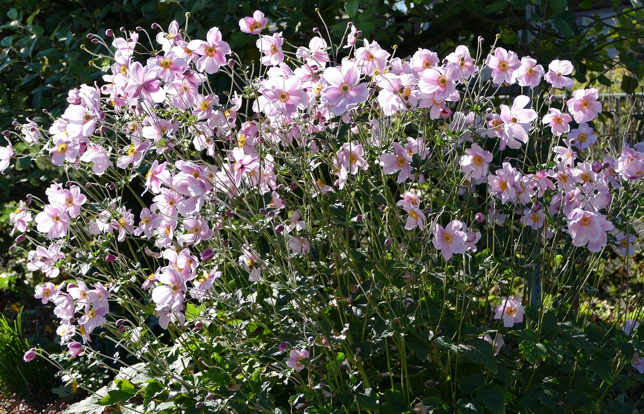 nature flowers garden free photo