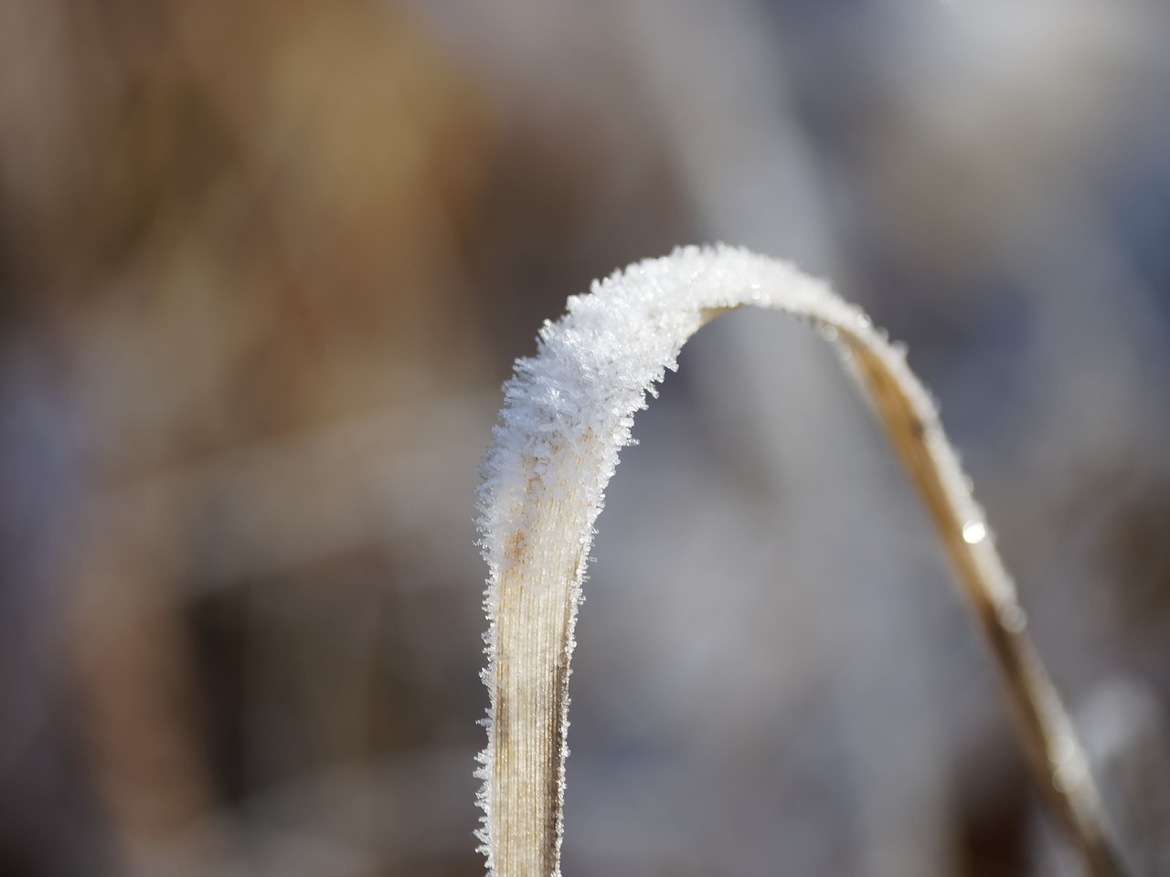 nature winters frost free photo