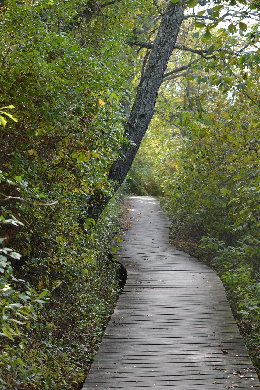 nature trail landscape free photo