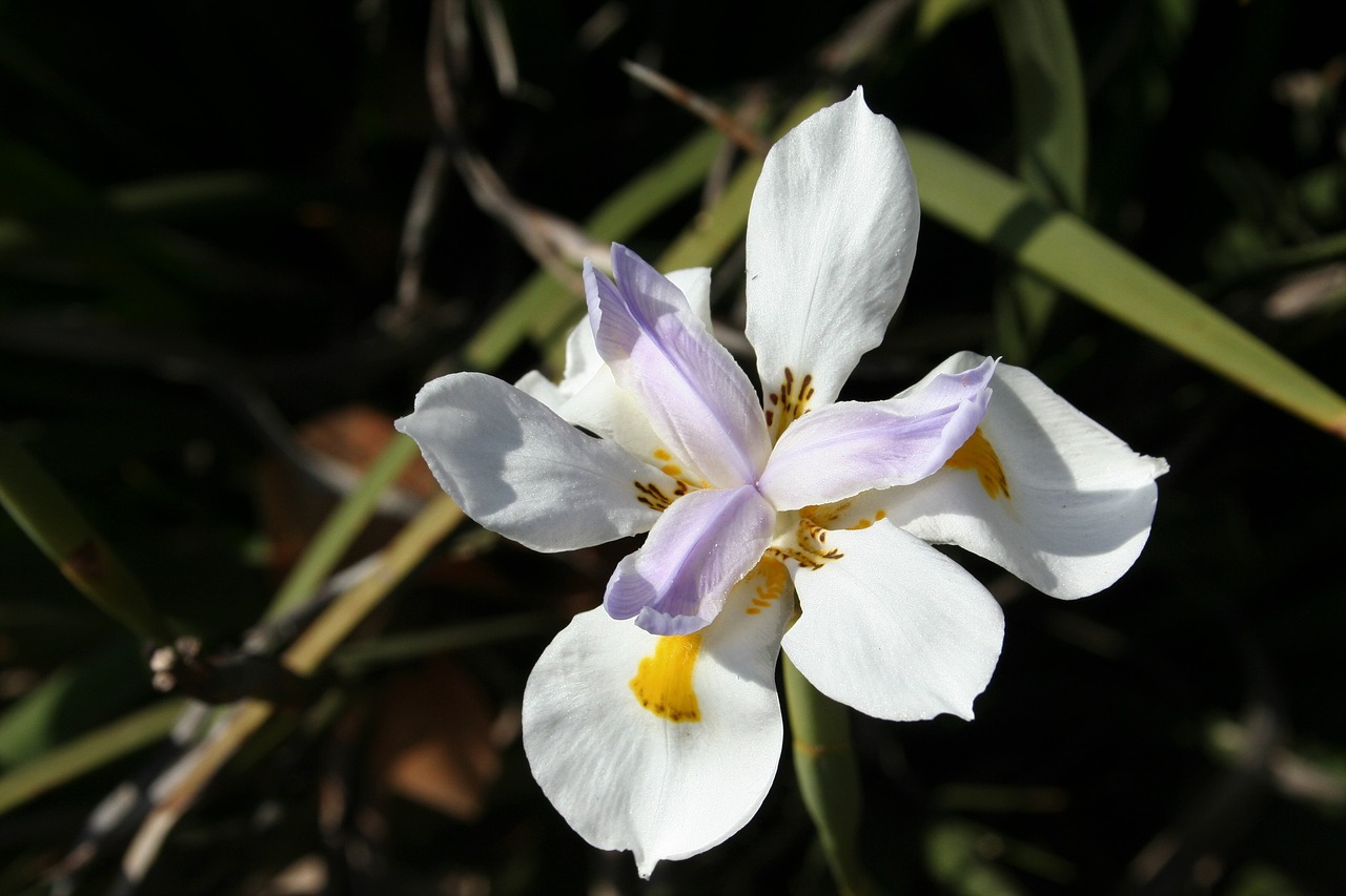 nature flower iris free photo