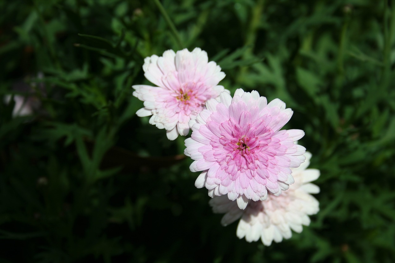 nature flower pink free photo