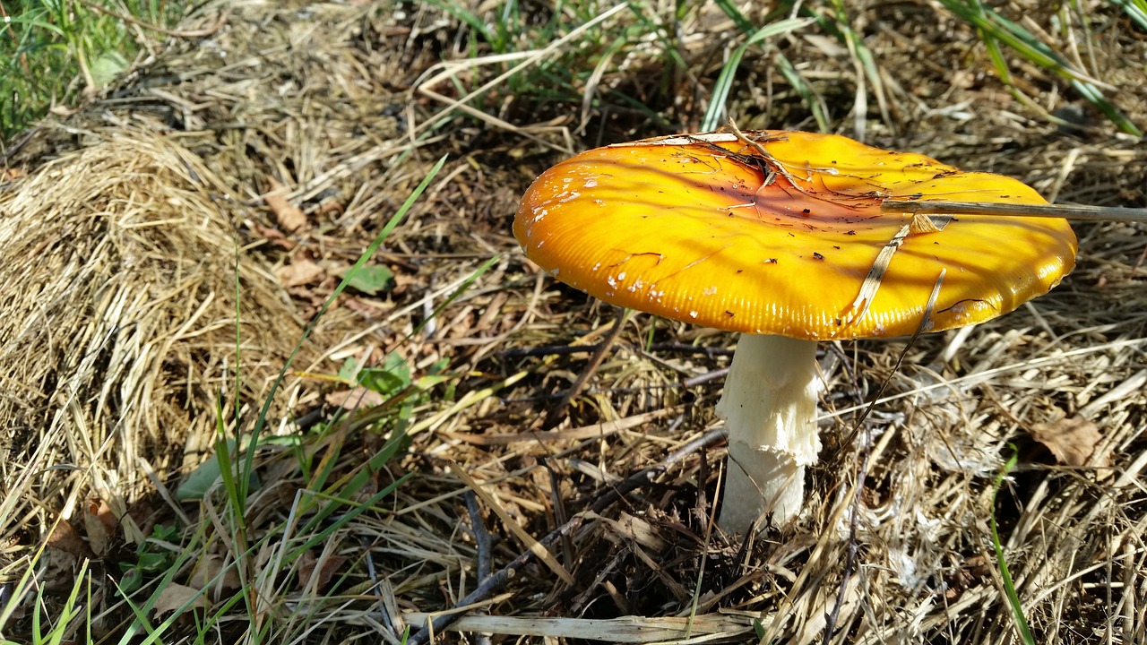 nature mushrooms woods free photo