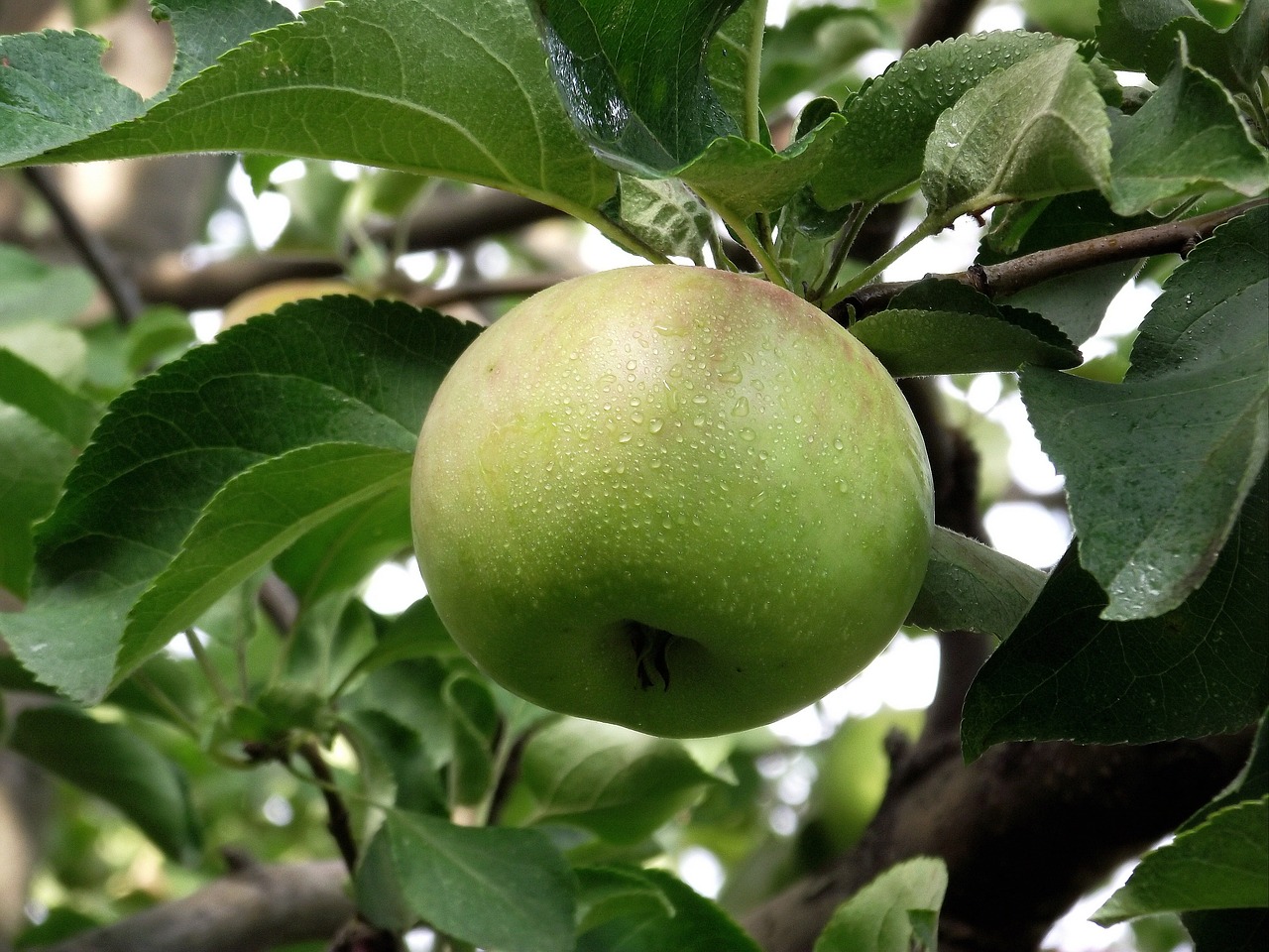 nature apple on the branch green apple free photo