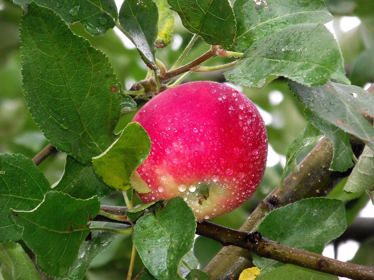 nature red apple fruit free photo