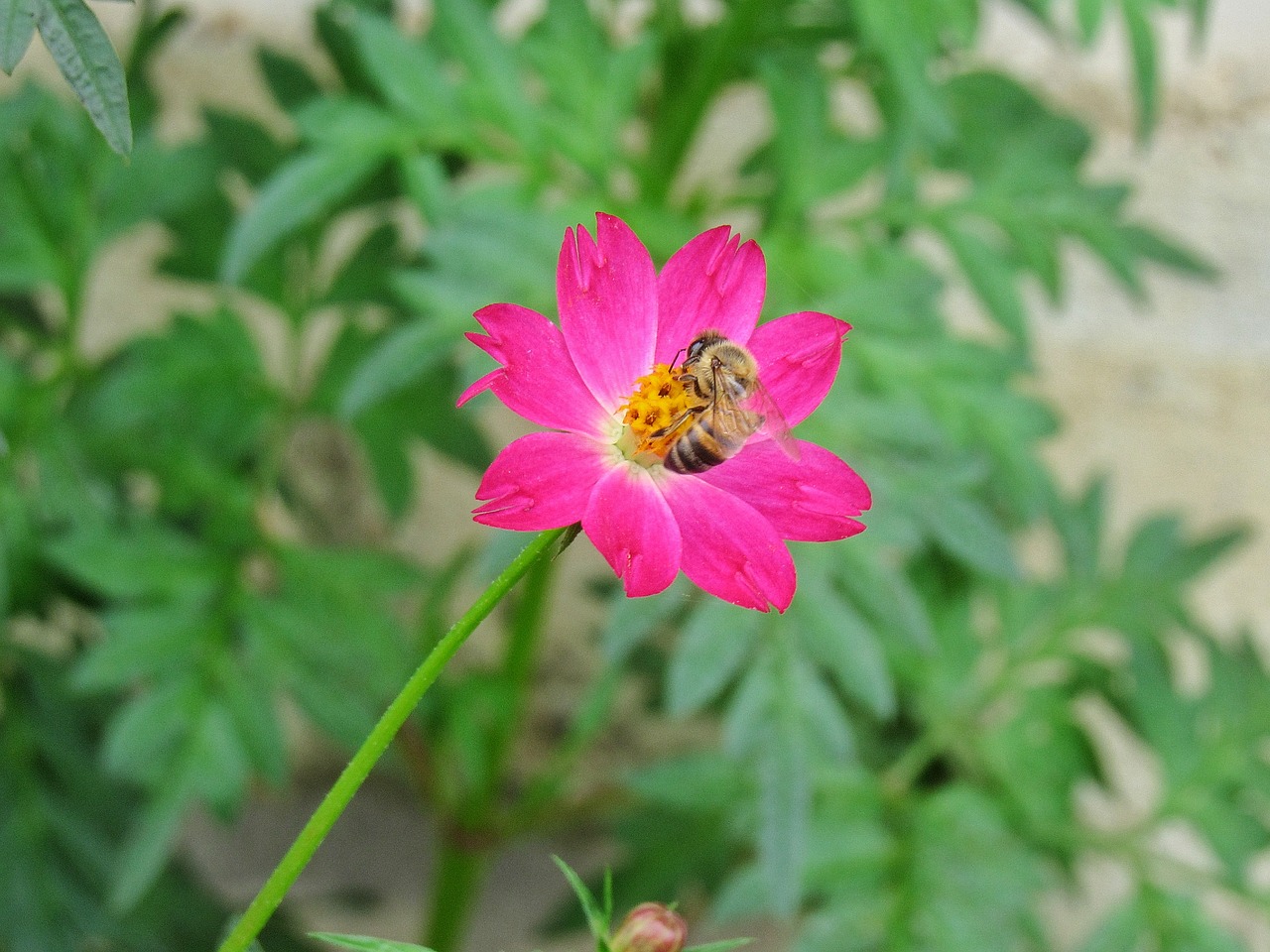 nature flower bee free photo