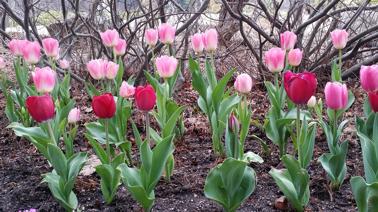 nature plants spring free photo