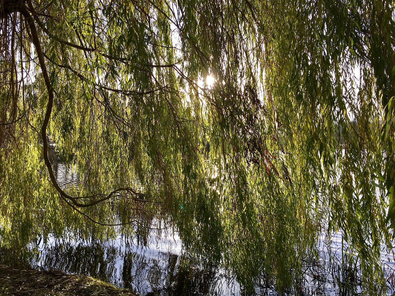 nature water landscape free photo