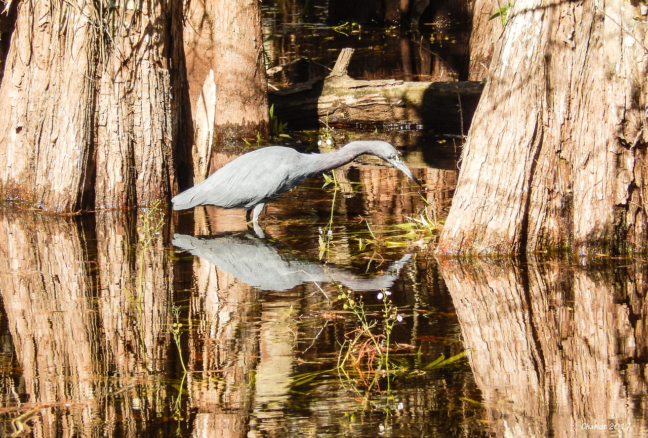 nature bird heron free photo