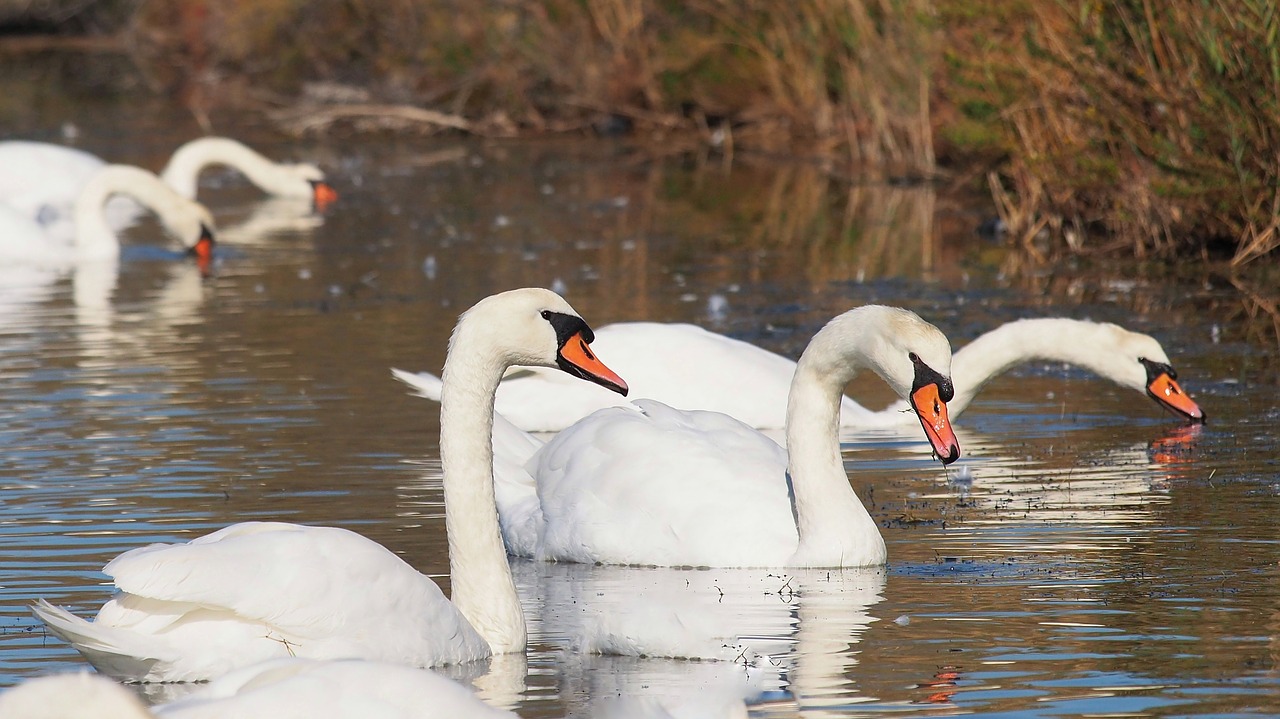 nature swans birds free photo