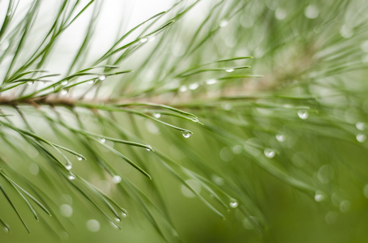 nature pine needles background free photo