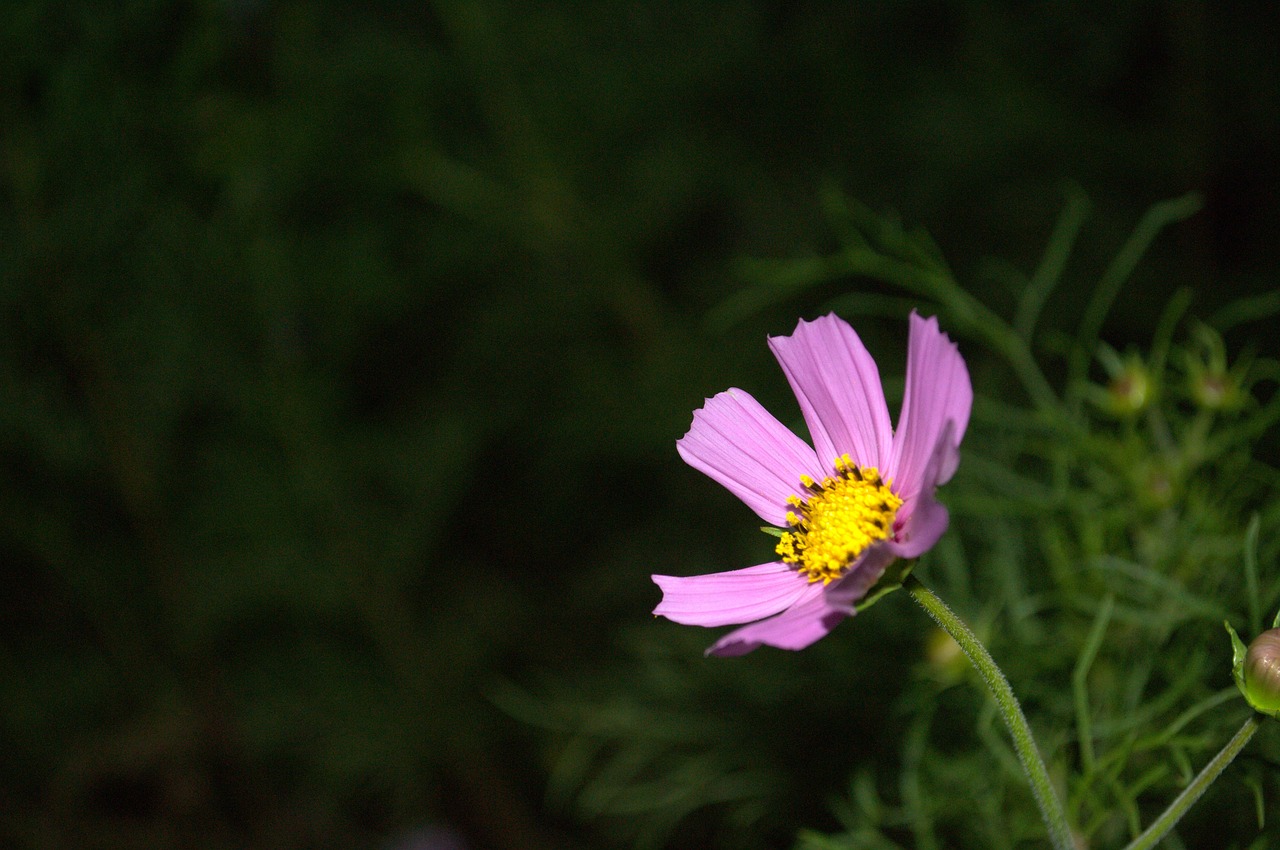 nature flowers cosmos free photo