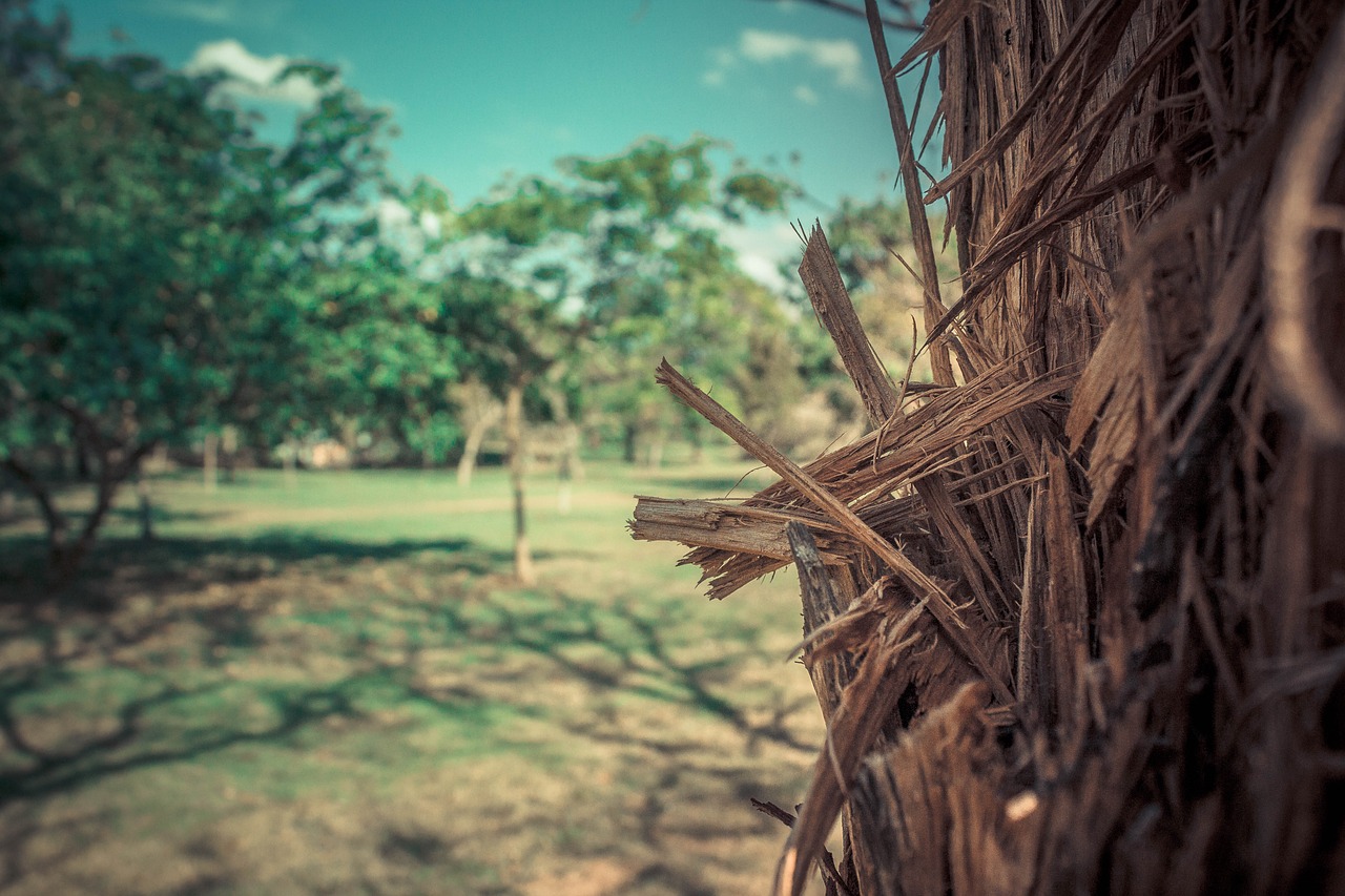 nature ecological park landscape free photo