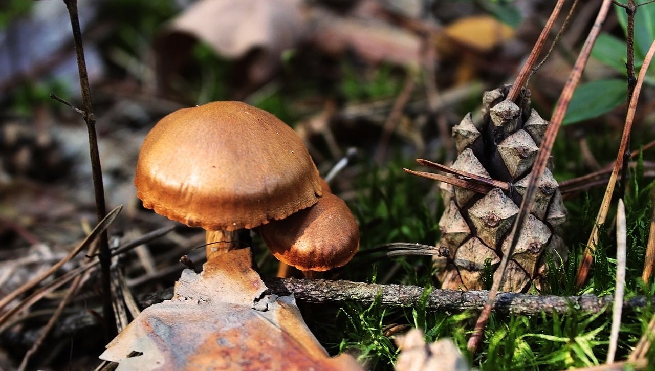 nature mushrooms forest free photo