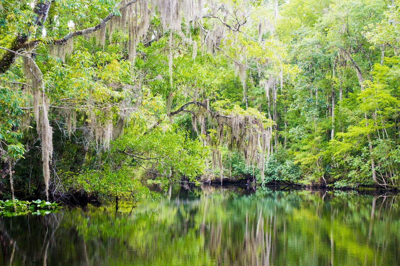 nature creek florida free photo