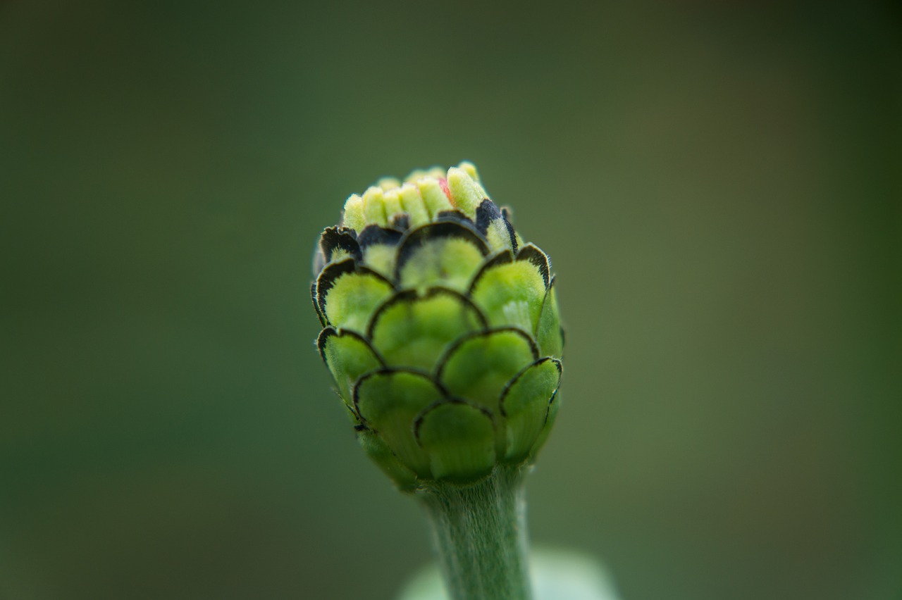 nature macro microphotographing free photo