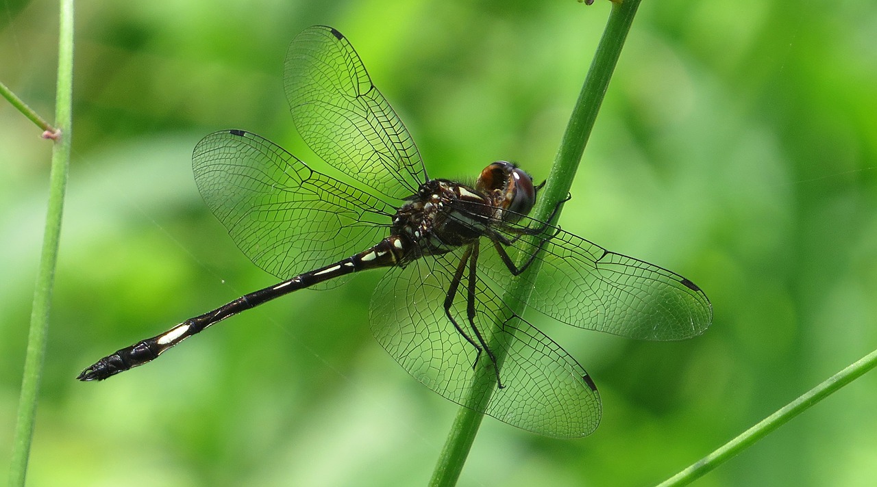 nature insect dragonfly free photo