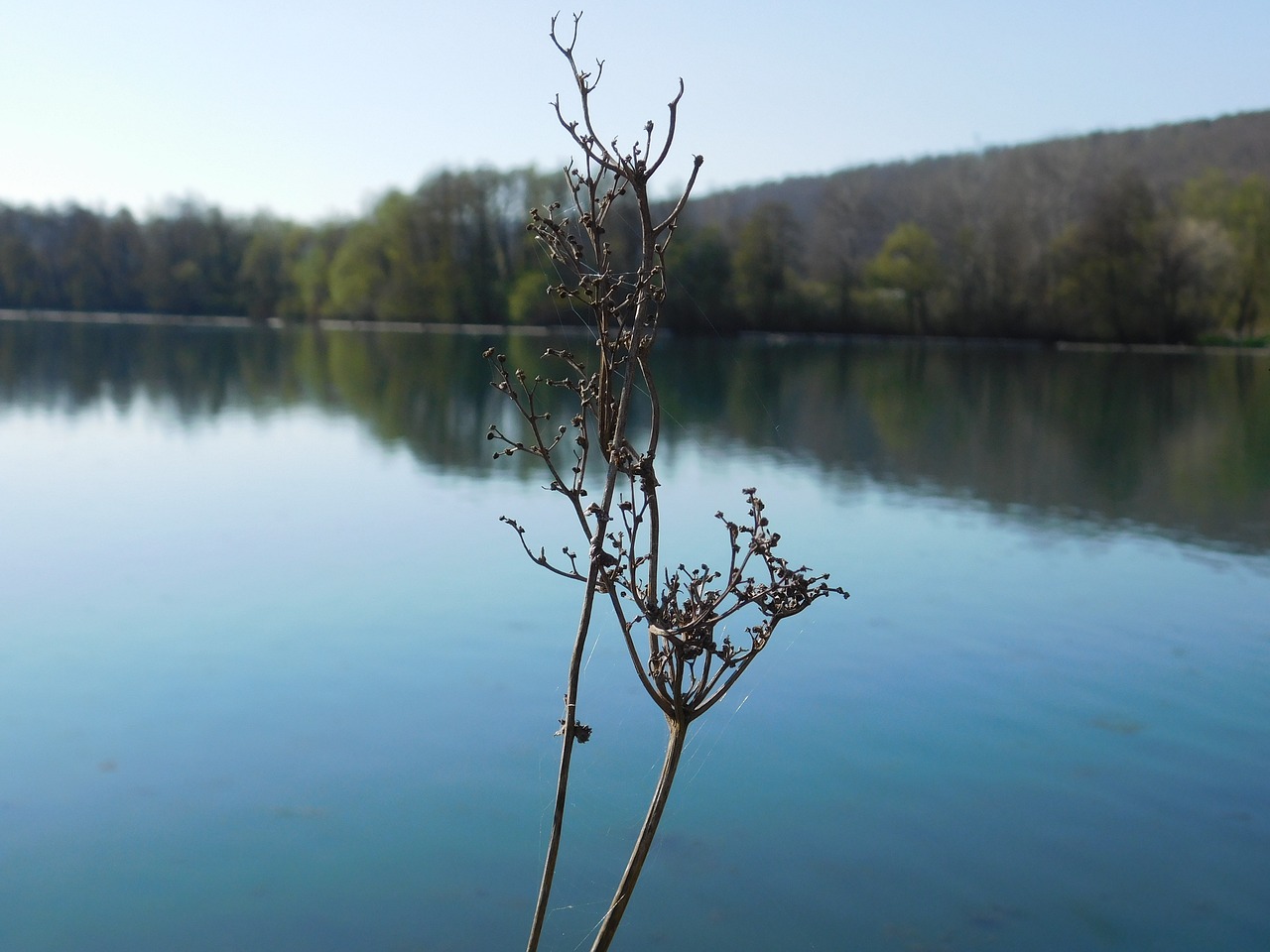 nature flowers sea free photo