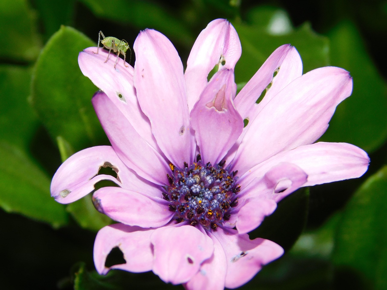 nature flowers spring free photo