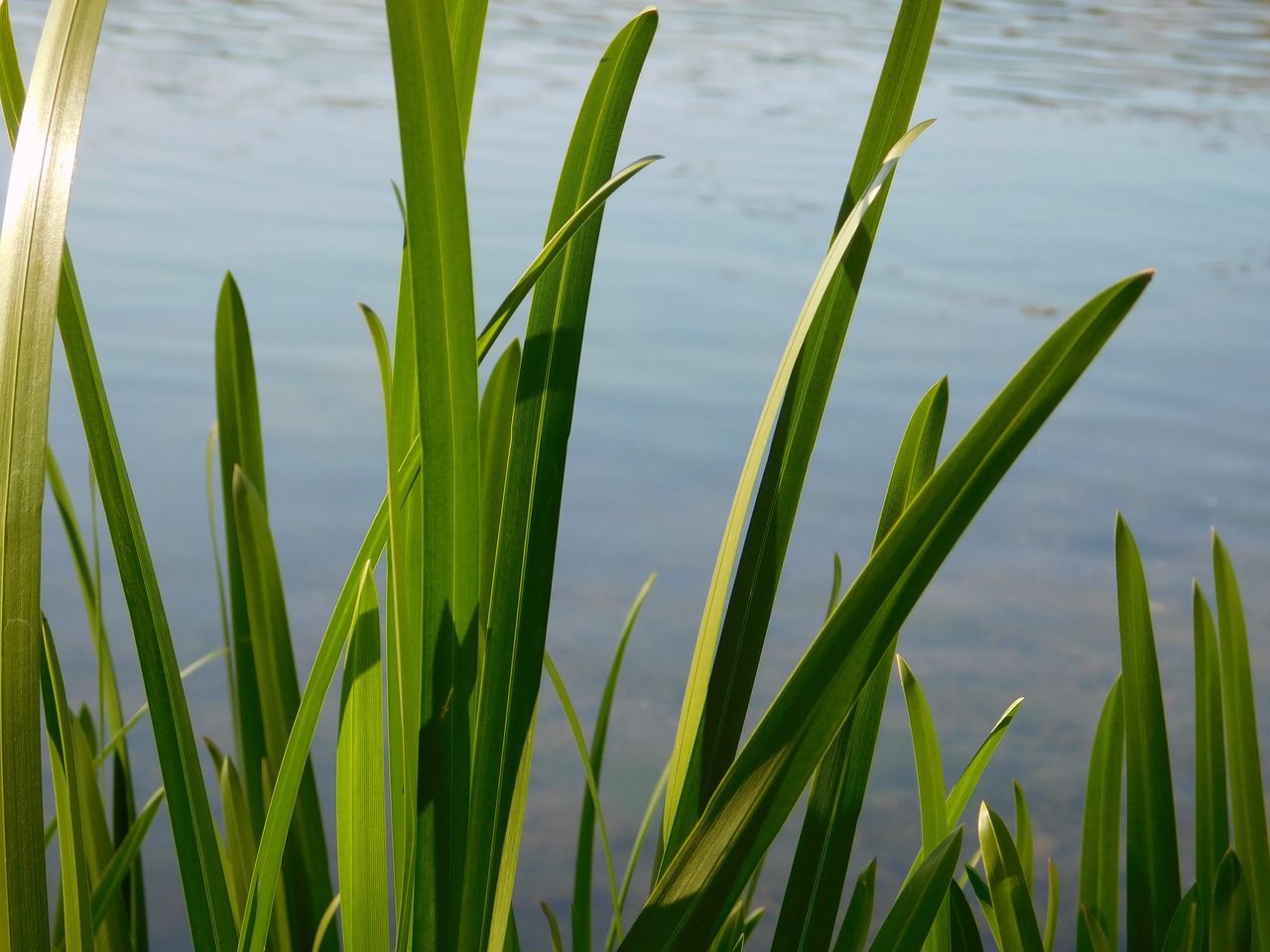 nature flowers sea free photo