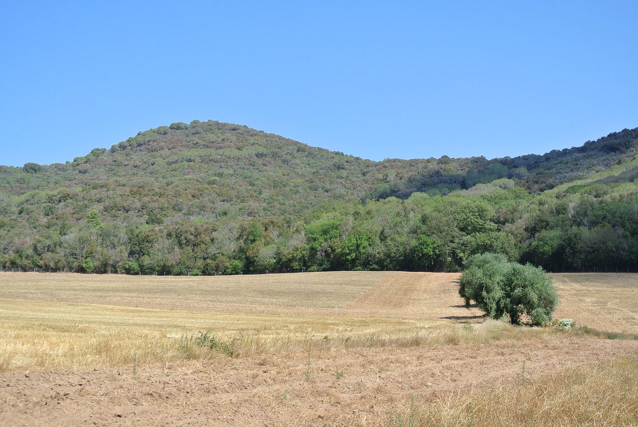 nature tuscany trees free photo