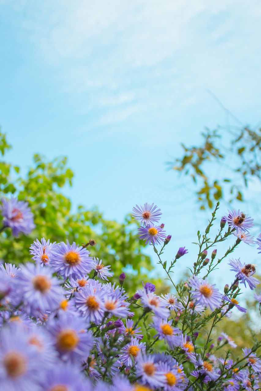 nature sky flowers free photo