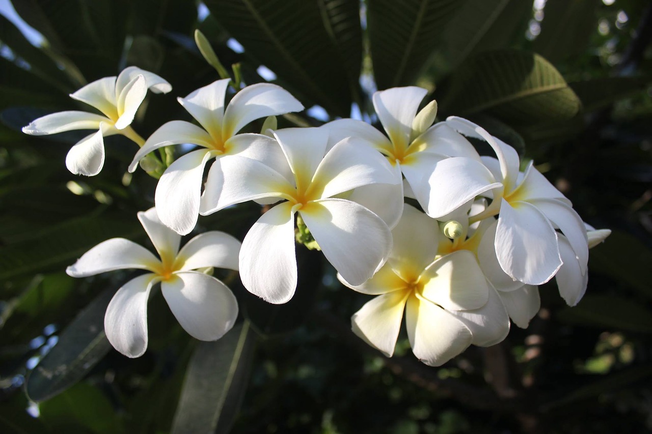 nature flowers flower garden free photo