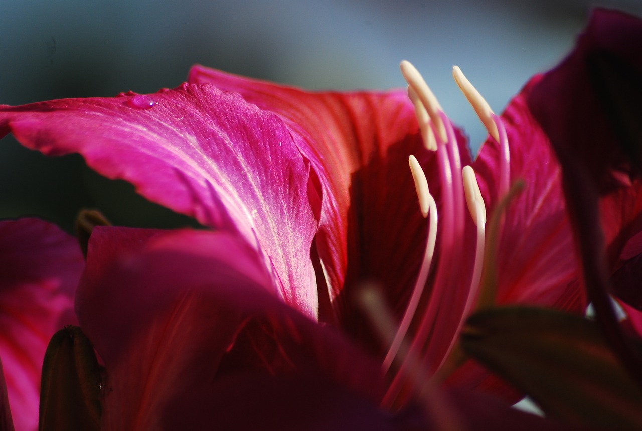 nature flower petals free photo