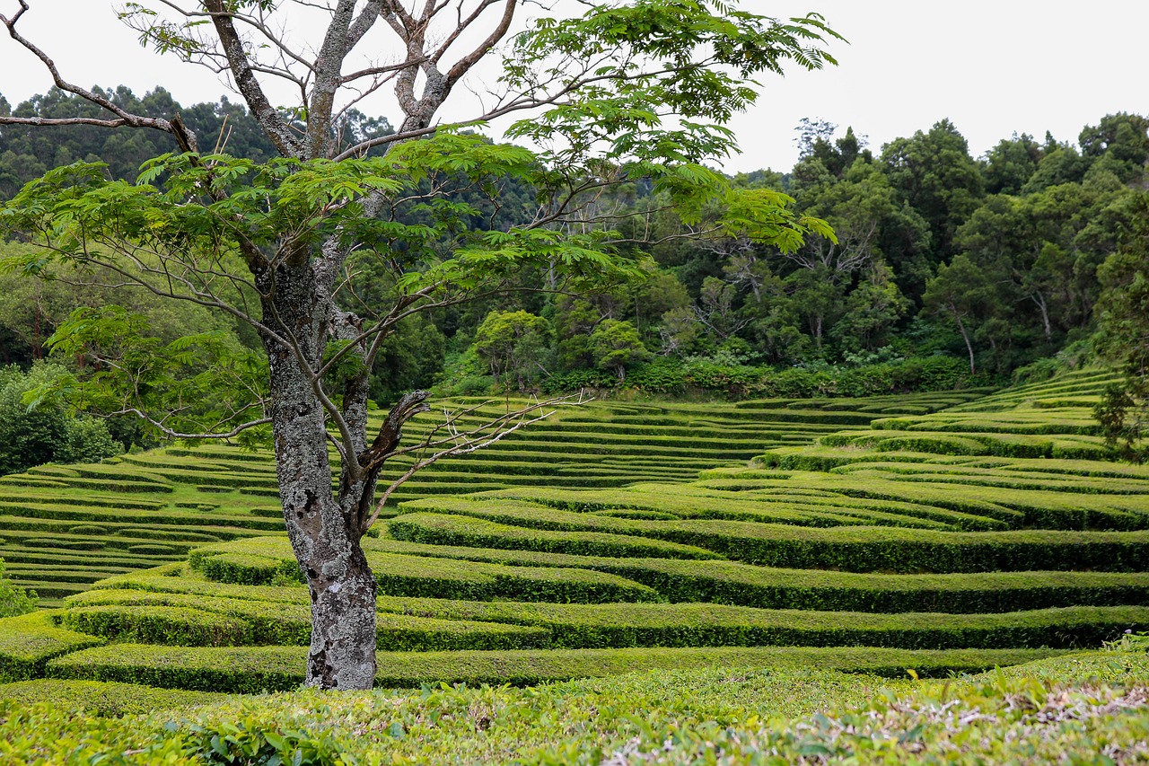 nature landscape tea free photo