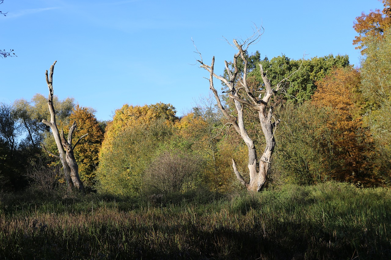 nature tree trees free photo