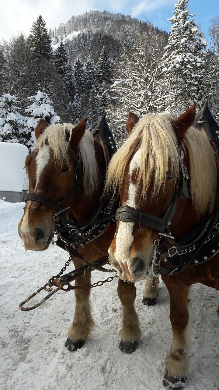 nature horses winter free photo