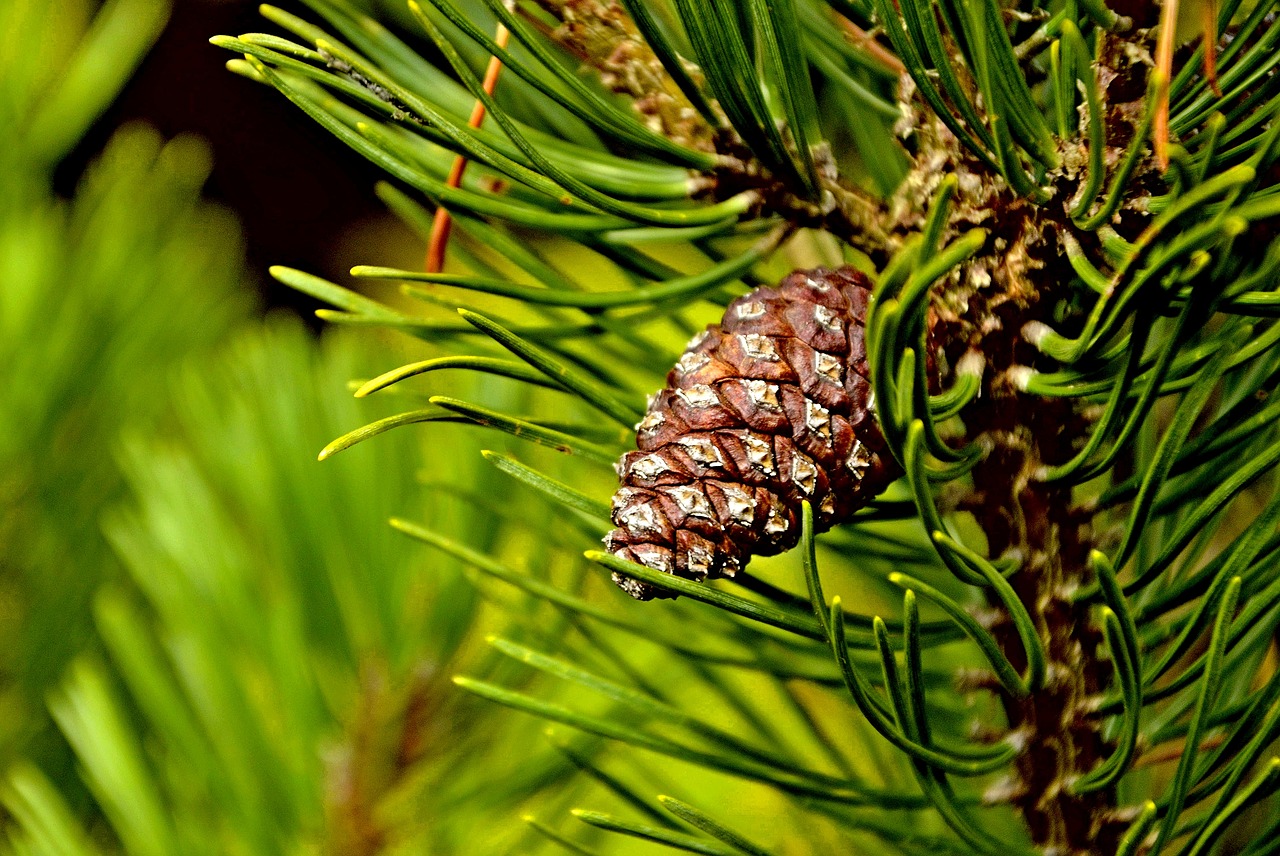 nature tree pine cone free photo