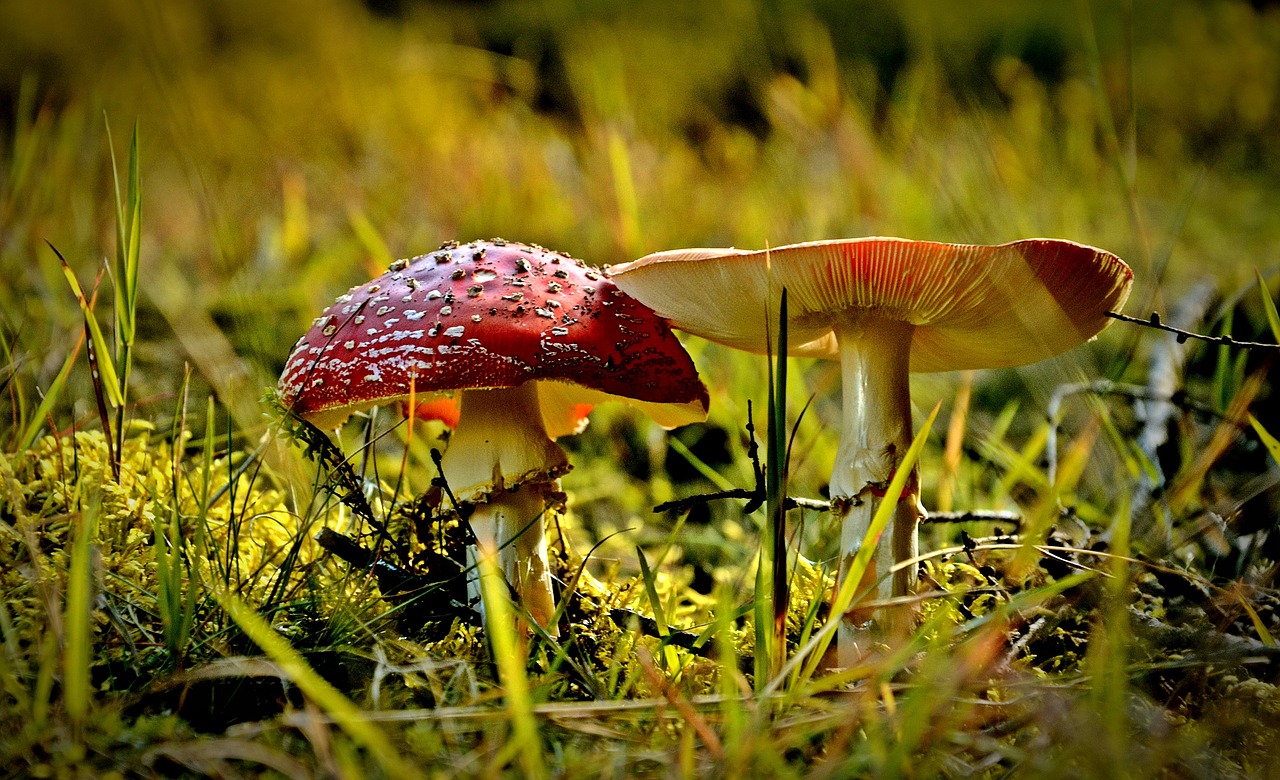 nature poisonous mushrooms amanita free photo
