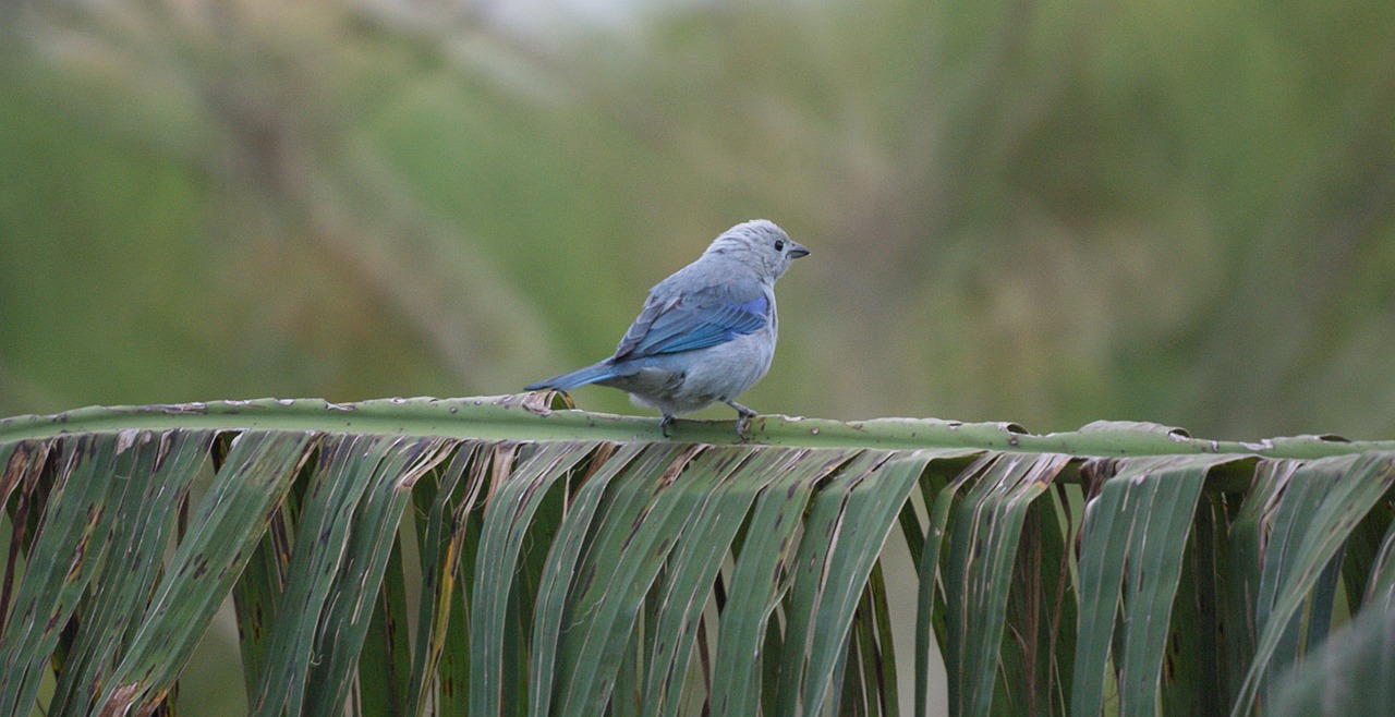 nature bird ave free photo