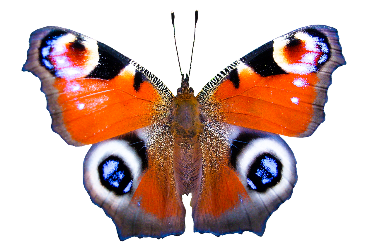 nature animals butterfly free photo