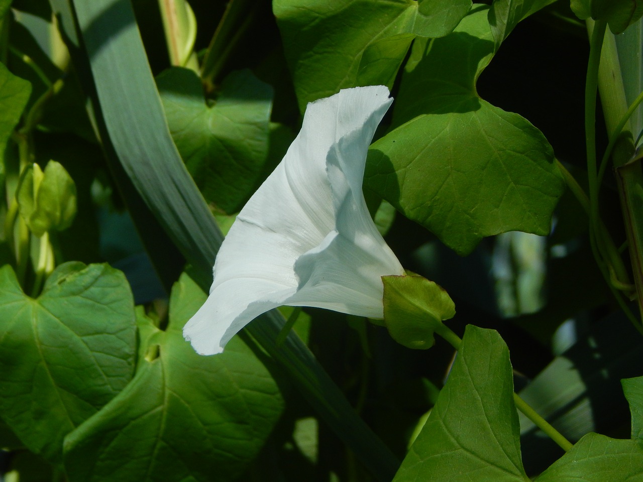 nature flower green free photo