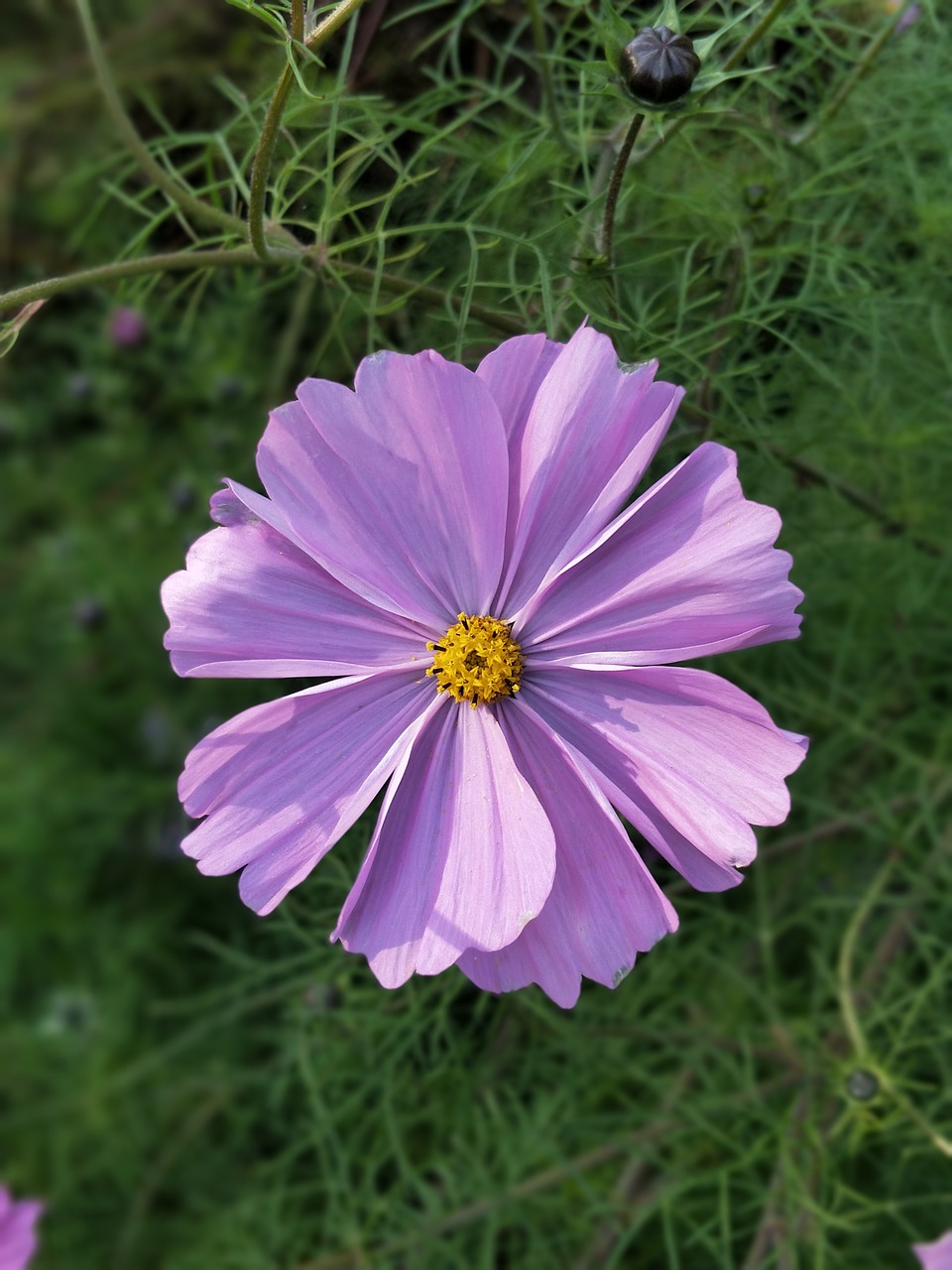 nature flower summer free photo