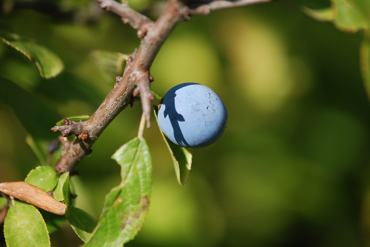 nature sloe berry free photo