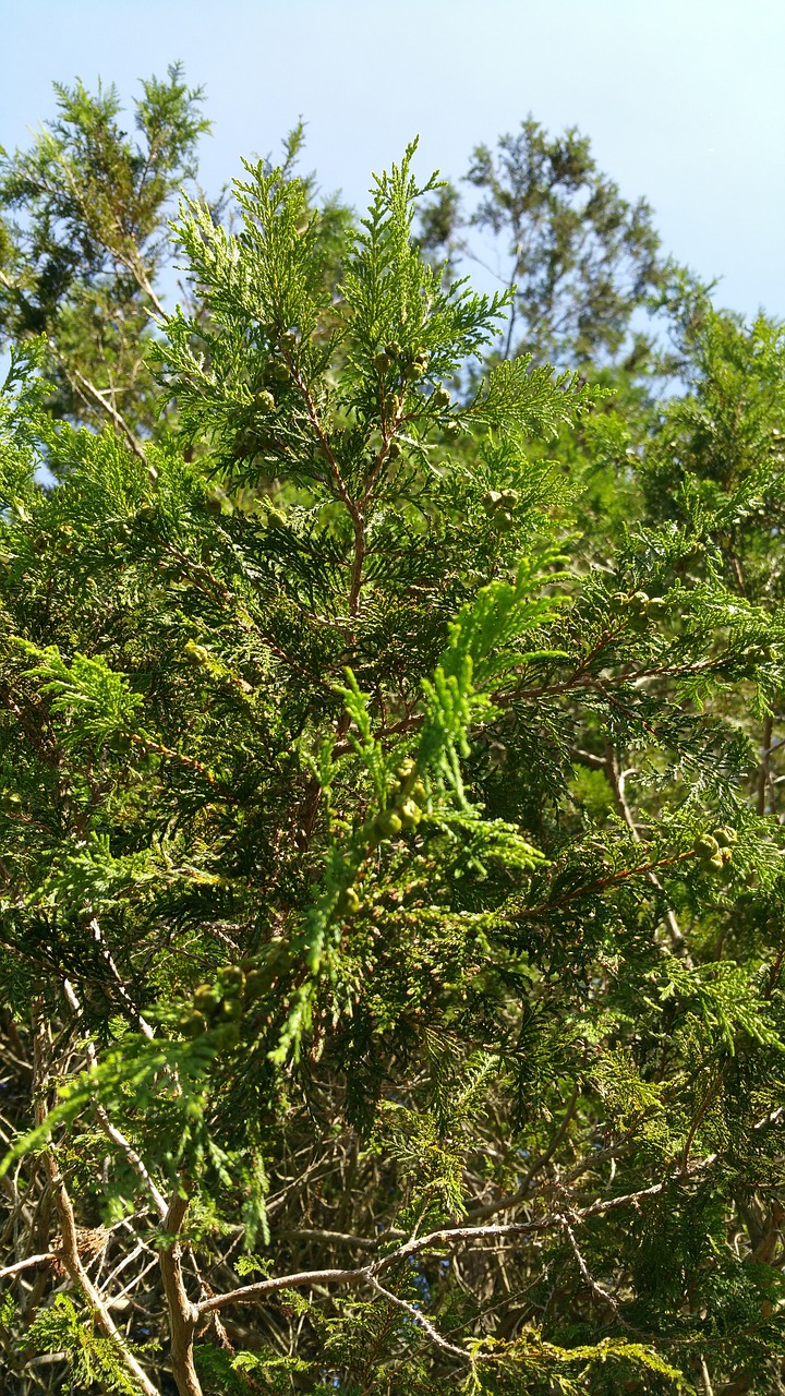 nature tree green free photo