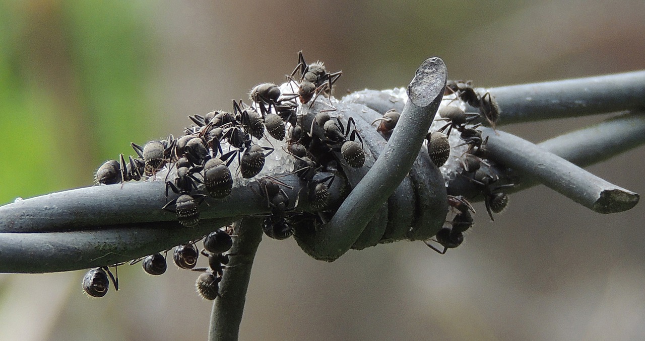 nature macro ants free photo
