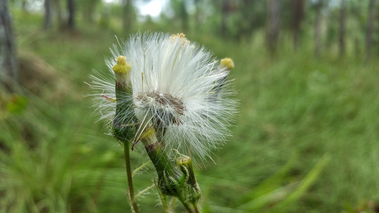 nature flora dandelion free photo