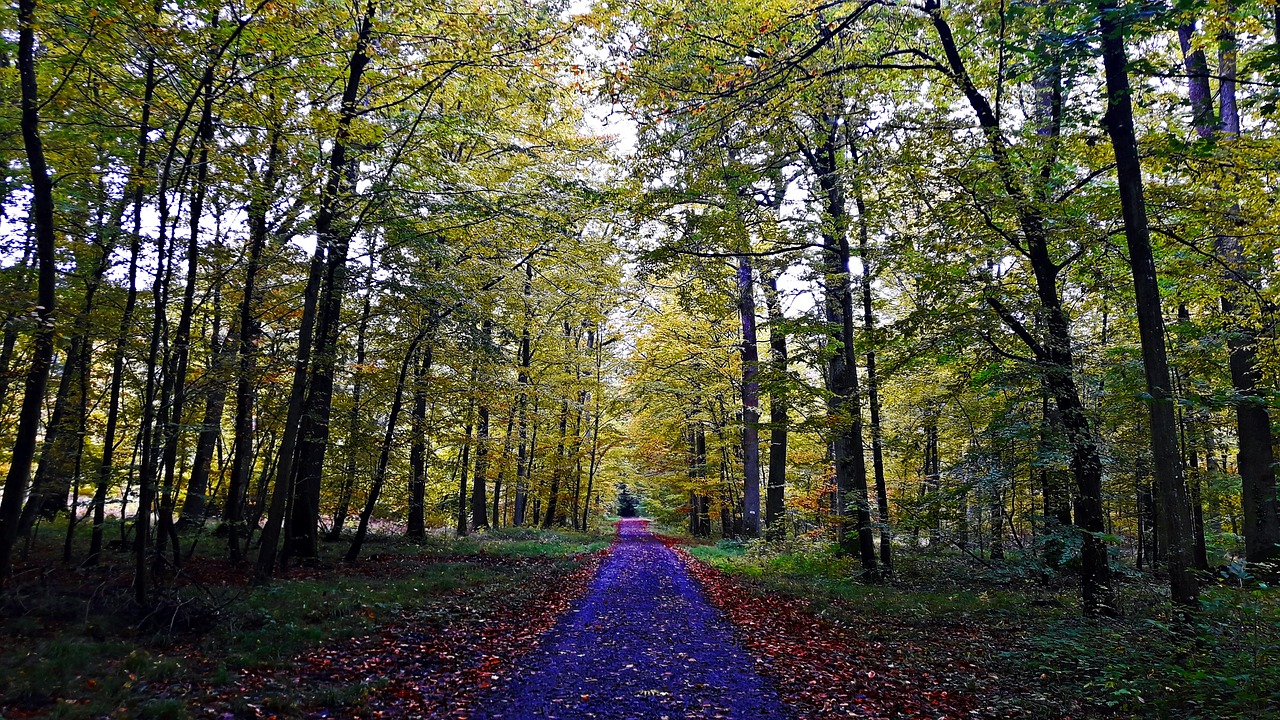 nature autumn foliage free photo