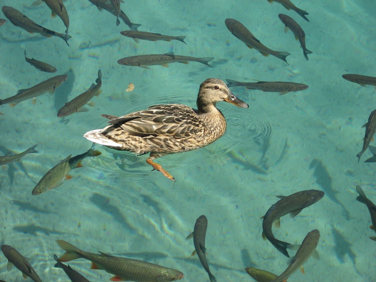 nature duck fish free photo