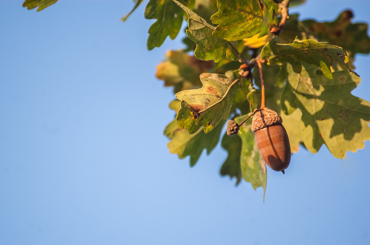 nature acorn oak free photo