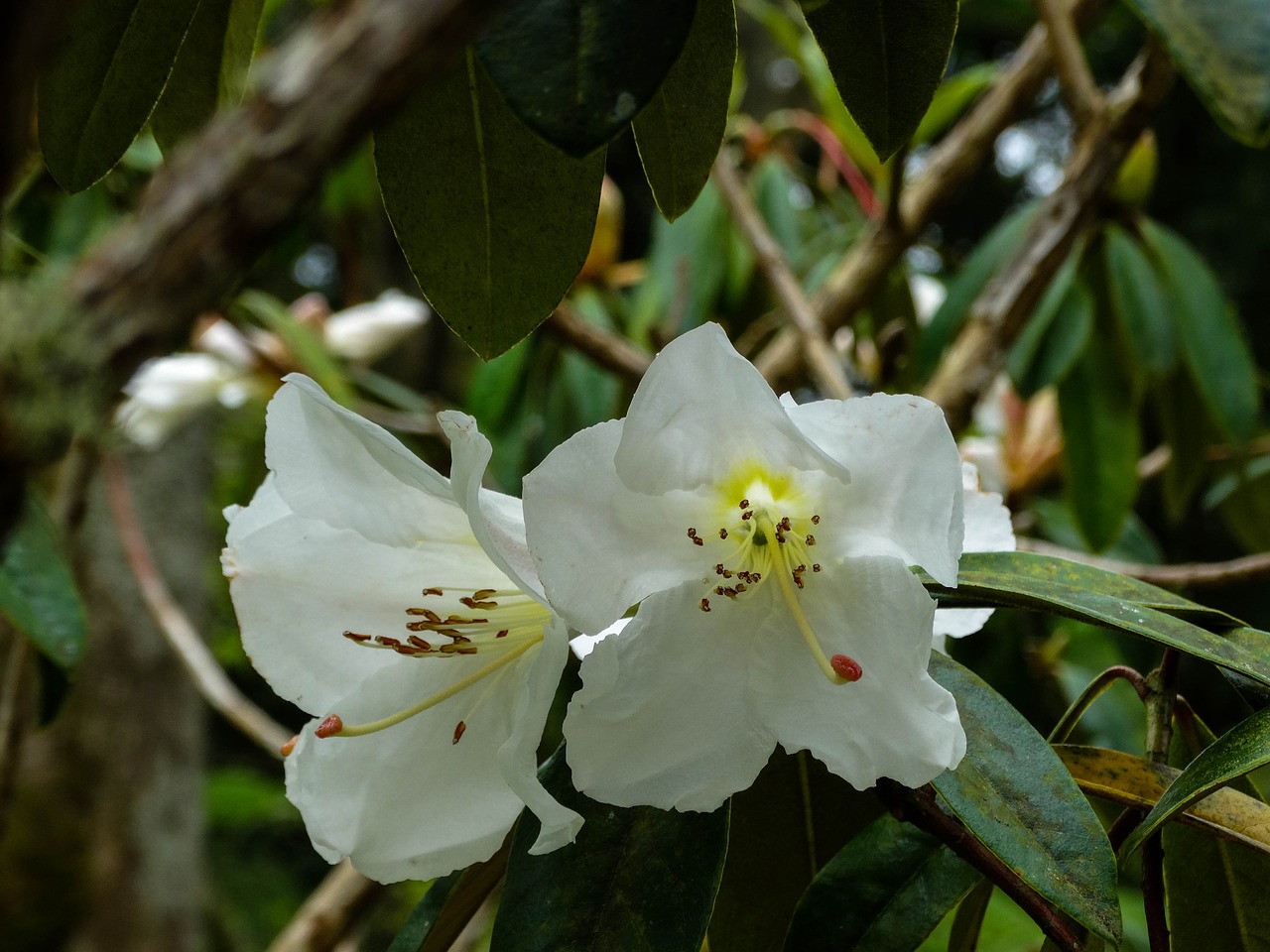 nature garden petal free photo