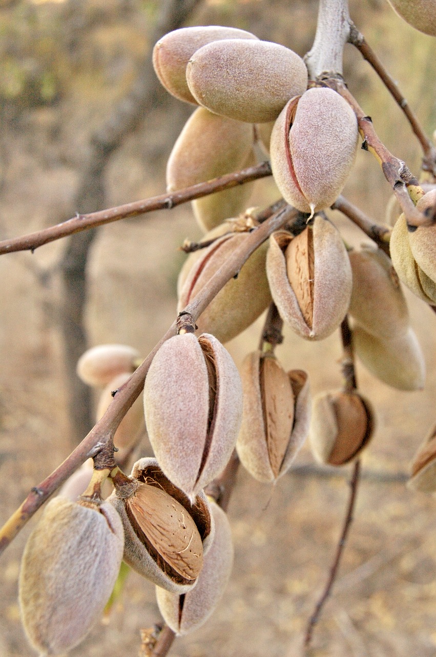 nature almonds dried fruits free photo