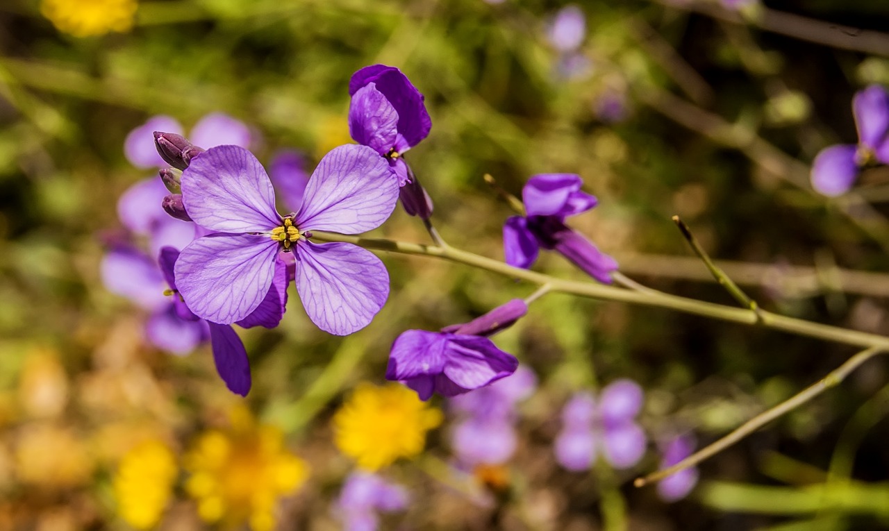 nature wild flower macro free photo