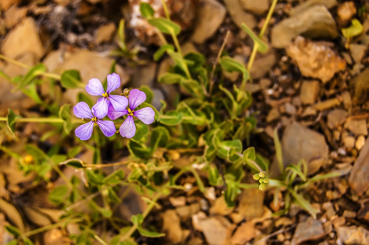 nature wild flowers macro free photo