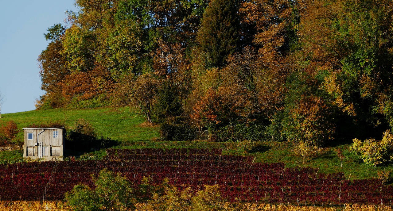 nature autumn vineyard free photo